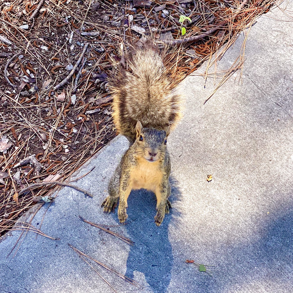 It’s Fun Fact Friday! Did you know that SFA has its own celebrity? @sfa_twiggy loves to hang out around campus and make new Lumberjack friends! Tell us your favorite Twiggy stories in the comments below ⬇️🐿💜

#TwiggyTheSFASquirrel #sfasu #jackwalkers #lifechangers