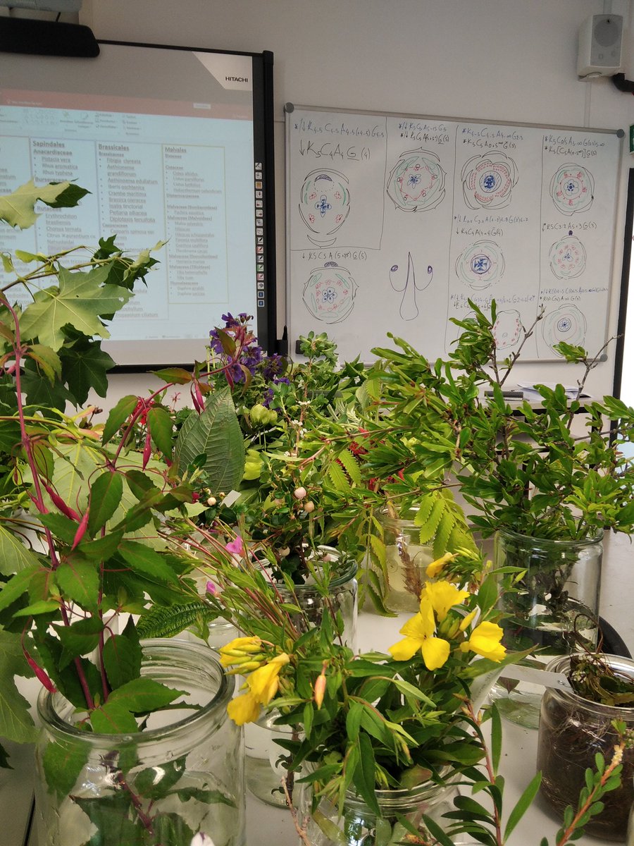 Marianna Vasile (@vasilemarianna) on Twitter photo #teaching about floral architectures of #Geraniales #Myrtales #Sapindales and #Malvales today.
#Nectaries at their best!
#plants #systematics #botany #morphology <a href="/BonnGardens/">Bonn Botanic Gardens</a> <a href="/UniBonn/">Rheinische Friedrich-Wilhelms-Universität Bonn</a> #teaching about floral architectures of #Geraniales #Myrtales #Sapindales and #Malvales today.
#Nectaries at their best!
#plants #systematics #botany #morphology <a href="/BonnGardens/">Bonn Botanic Gardens</a> <a href="/UniBonn/">Rheinische Friedrich-Wilhelms-Universität Bonn</a>