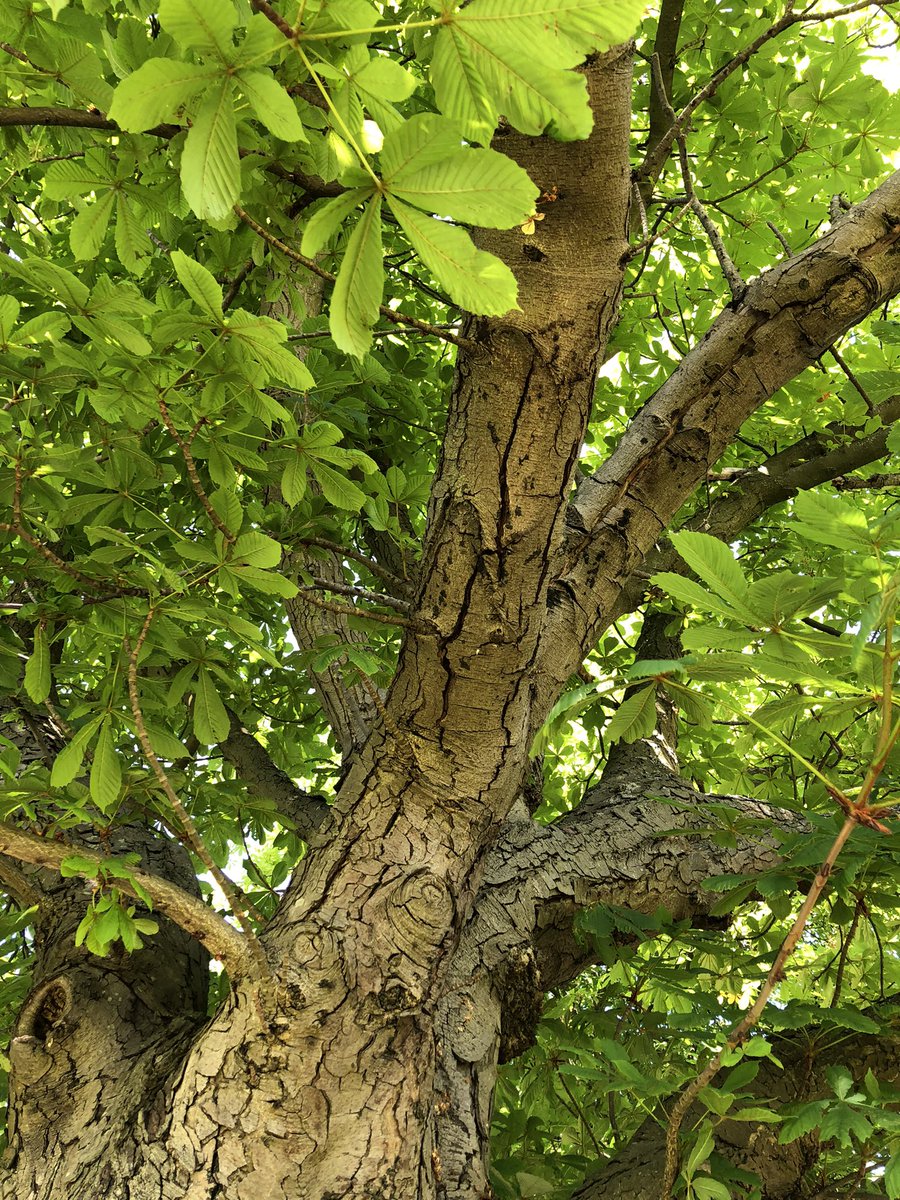 VanjaM92's tweet photo. We finish this very long week with a sampling trip to London, where we are working on the bacterial disease Bleeding Canker of Horse Chestnut. 
Now back to @unibirmingham to process the samples! Big thank you to the team @khinton294 @dmvinchira https://t.co/YXAEqrG5li