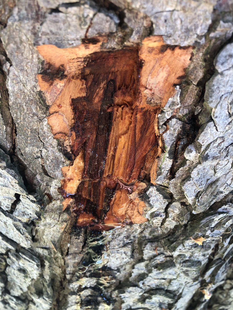 VanjaM92's tweet photo. We finish this very long week with a sampling trip to London, where we are working on the bacterial disease Bleeding Canker of Horse Chestnut. 
Now back to @unibirmingham to process the samples! Big thank you to the team @khinton294 @dmvinchira https://t.co/YXAEqrG5li