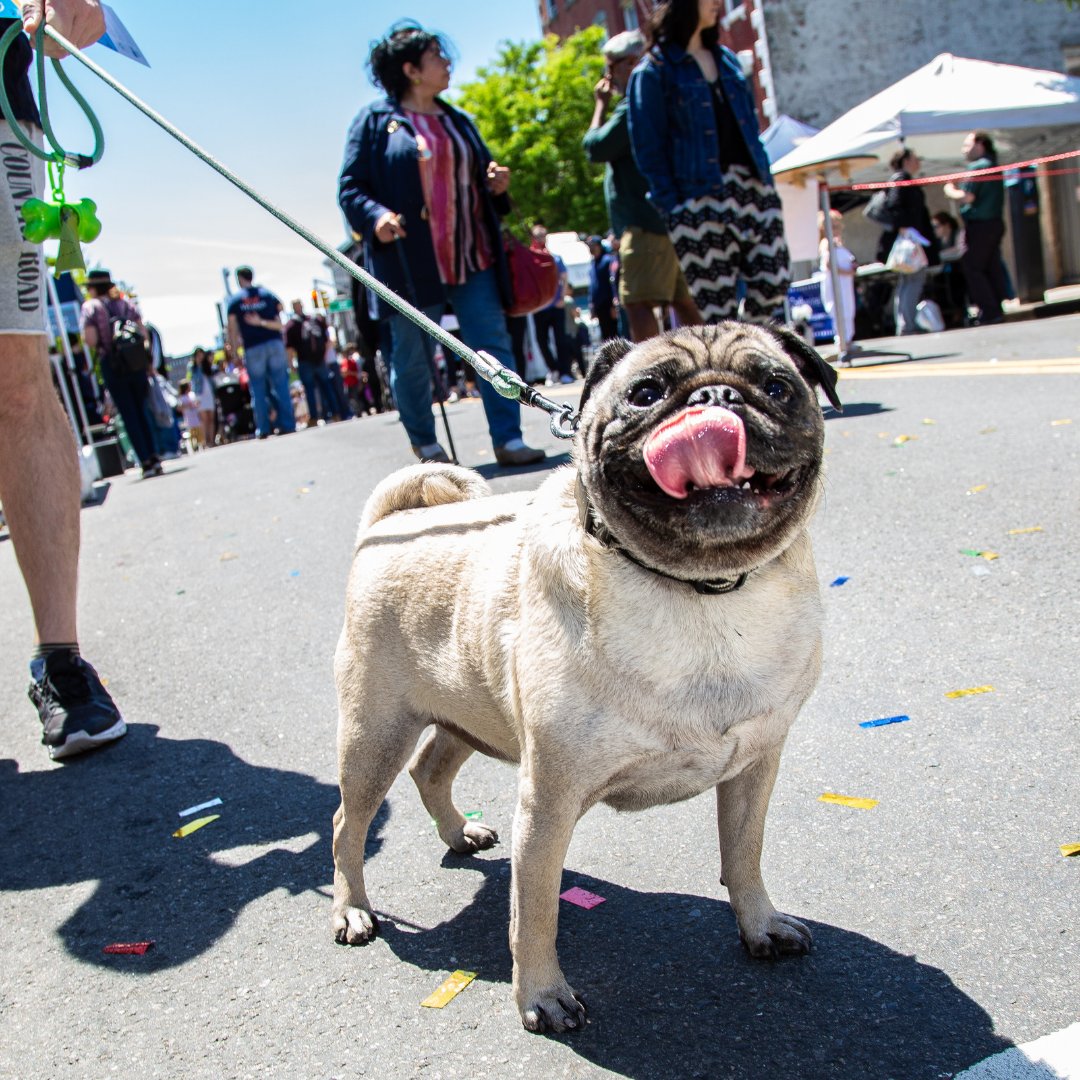 LICPartnership's tweet photo. 🔴🔵🟡 Come to #LICSprings on Saturday, June 18 for all sorts of free &amp; fun activities including:

💃 Dance parties &amp; lessons
🐕 Dog &amp; puppy activities
🎨 Art activities
⚽ Fitness contests &amp; drills
💆 Massages
🎥 Costume making
🎤 Performances

And more! https://t.co/WmN67p9pdF https://t.co/ntM6XtsyeF