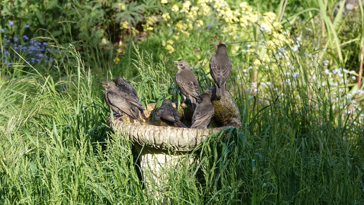 When there are so many starlings taking a bath each day and splashing water everywhere #NoMowMay grass is growing higher than the bird bath  #gardenbirds #TwitterNatureCommunity #naturegarden #wildlifegarden @Love_plants @Natures_Voice @NatureUK @NearbyWild