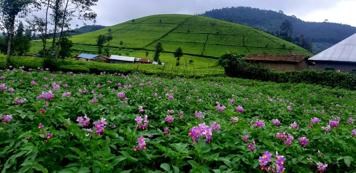Gishwati Modern Agriculture &Environmental Mgt Ltd tweet media