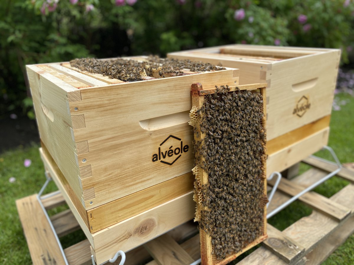 What's the buzz? 🐝 Residents at Sunridge Gardens Seniors' Community became urban beekeepers this week. Read more on the Bria Blog: bria.im/beekeeping #betterseniorliving