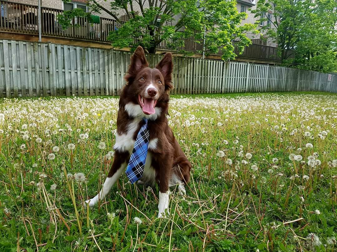 AgilitywAmanda's tweet photo. #flashbackfriday to a very dapper Winnie 😊😂
#dressedforsuccess #dog #cutedog #bordercollie #workingbordercollie #workingdog #dogsdressedup #dogwearingatie #dogtie #dogties #happydog #dogphoto https://t.co/4ToIIWuJTT
