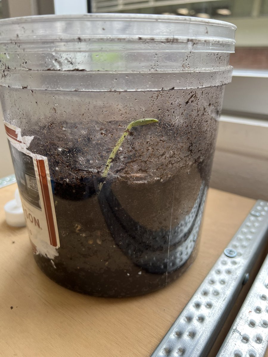 Update on Pumpkin Jack… Mold grew on r 🎃&amp; he grew flatter. When not much of him was left, We covered him w/ soil &amp; 2day a tiny sprout appeared.