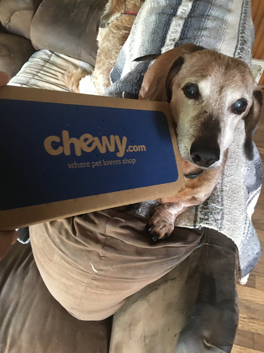 Hershing wondering if the package is for him? Happy #FrostyFaceFriday!
 #LoveMyWieners #Dachshund #DogsOfTwitter