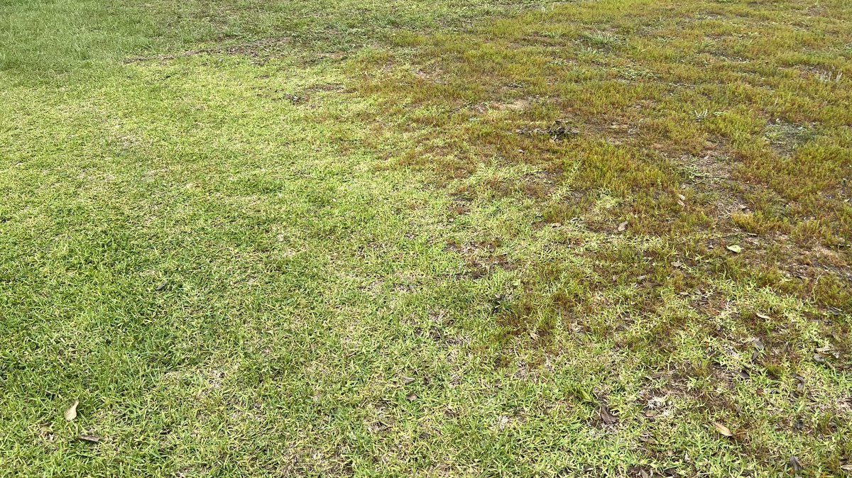 UF IFAS Turfgrass on Twitter "St. Augustinegrass gets blamed for “using too much water” and