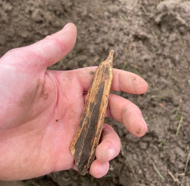 PurdueANTH's tweet photo. A bone awl &amp; projectile point found during week 2 of the field school at the Ouiatenon Preserve! ANTH 428 students are learning about the multicultural history of Myaamionki - land of the Miami. More to come next week! #IndianaArchaeology https://t.co/pFRjDRBAAg