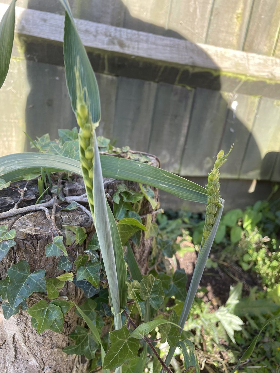 Sophia Quebella-Thomson tweet media