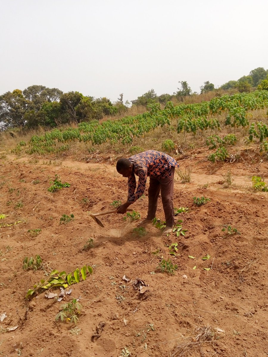 Adeseunadegoke1's tweet image. Ïsé àgbè, ïsé ïlè wä....🙂(A Yoruba saying roughly translated as &apos;farming our heritage&apos;).#Farming #LifeOfAFarmer #TractorOperator  #Agriculture #FarmOperations #Weeding #FarmingActivities #HowItIsGoing