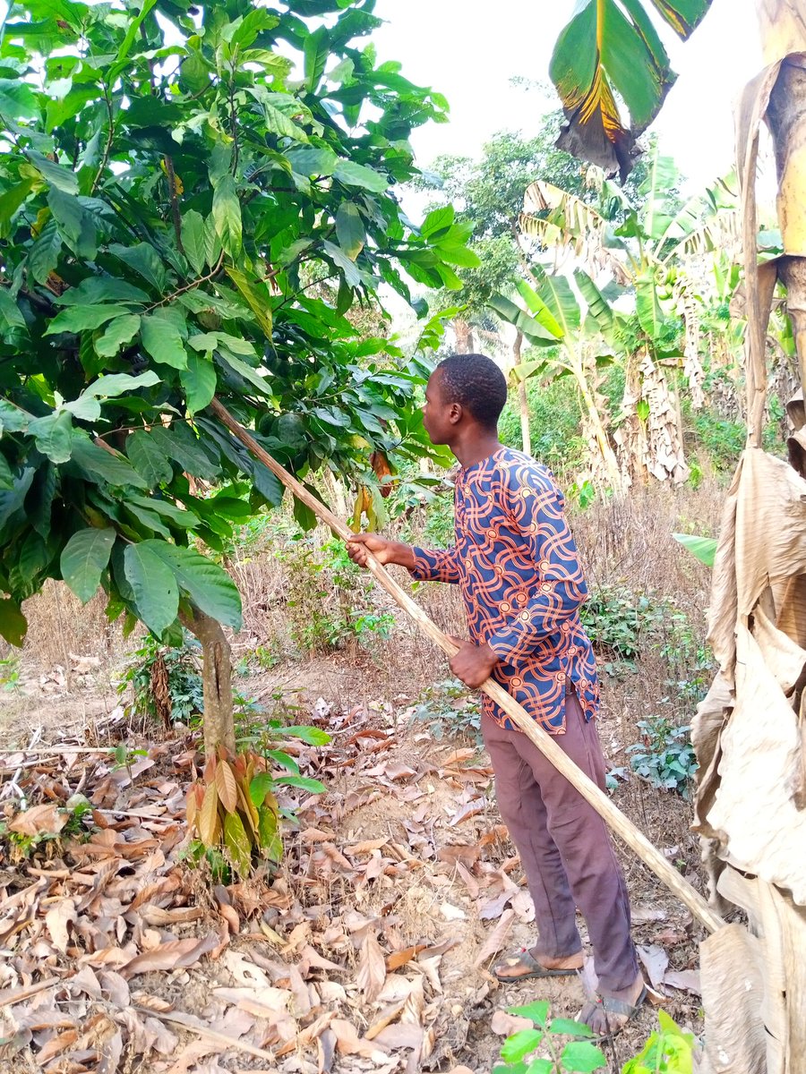 Adeseunadegoke1's tweet image. Ïsé àgbè, ïsé ïlè wä....🙂(A Yoruba saying roughly translated as &apos;farming our heritage&apos;).#Farming #LifeOfAFarmer #TractorOperator  #Agriculture #FarmOperations #Weeding #FarmingActivities #HowItIsGoing