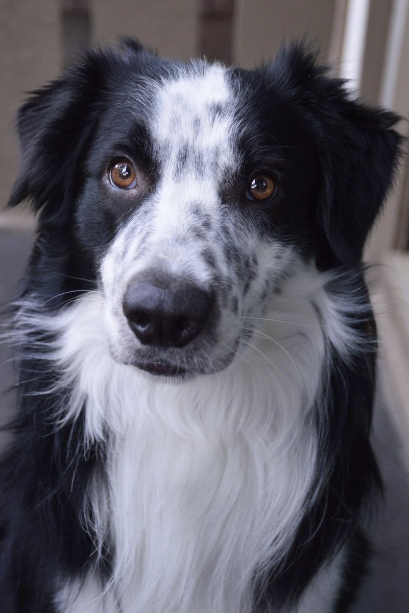 #pip #pipthepup #bordercollie #bordercolliesoftheworld #mybestfriend #freckles