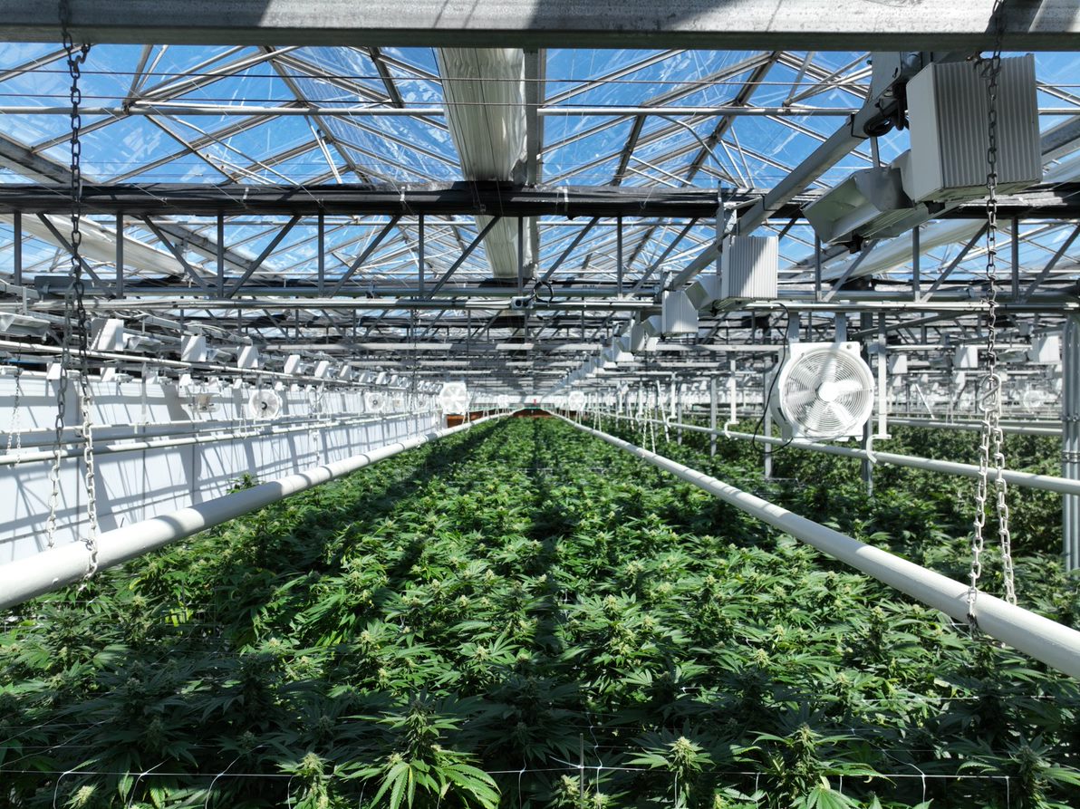 Decades of horticulture experience and a lot of
passion are what fuel our 450,000 sq-foot
greenhouse. It’s here that our 180 growers take
a caring, hands-on approach to our nearly
100,000 plants. #cannabis #canadiancannabis #phoena #canna #horticulture