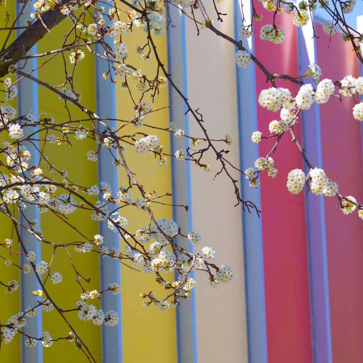 Sac State Alumni tweet media