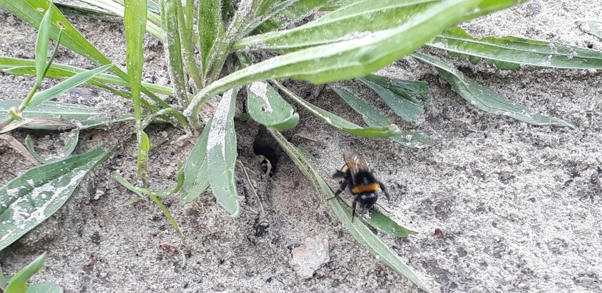 PlacetoBeeLTO's tweet photo. Onze boeren en tuinders 👨‍🌾👩‍🌾 #teamPlacetoBee zien naast #wildebijen 🐝 ook veel andere #biodiversiteit op en rond hun #boerenerf
#hommelnest 🐝
#kievitsnest 🐣 + #kleinevos 🦋
#dagpauwoog #rupsen 🐛 + #weideschorpioenvlieg 🪰
#rozenkever 🪲 + #azuurwaterjuffer
FIJN WEEKEND 🌞🌼🐞 https://t.co/FQkGDZWla8