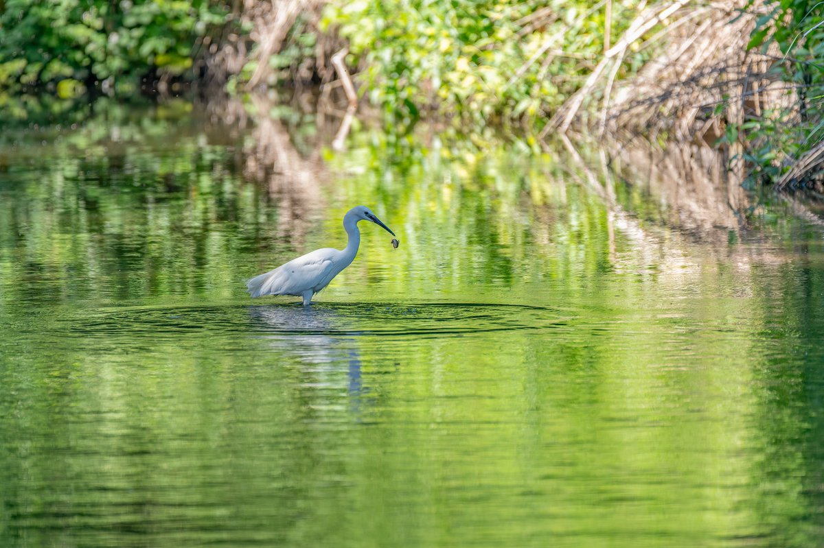 SimonRidley14's tweet photo. OOPS dropped it
@mpbcom @uk_nikon @UKNikon #nature #TwitterNatureCommunity #photography #wildlife #egret #fish #bokeh #droped #green https://t.co/0LGarv130Z