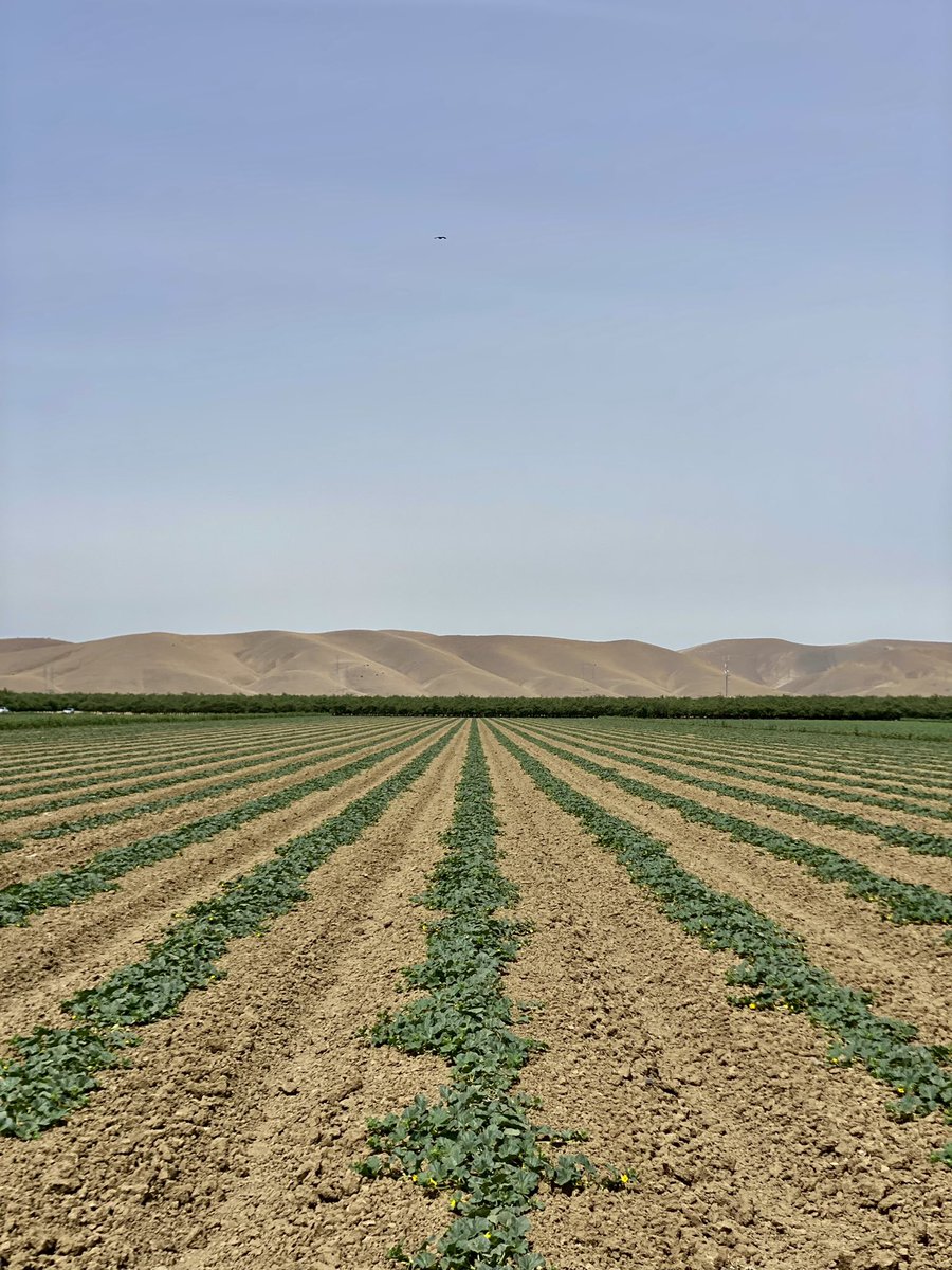 Irrigating cantaloupes today. #organic #cantaloupes #melons #irrigation #Westside #SanJoaquinValley #California