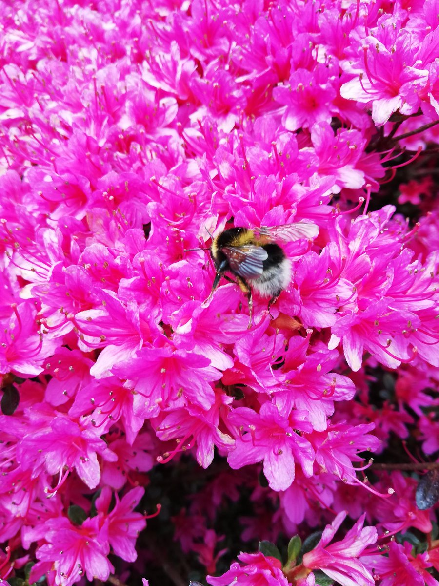 Adrian Stenning tweet media