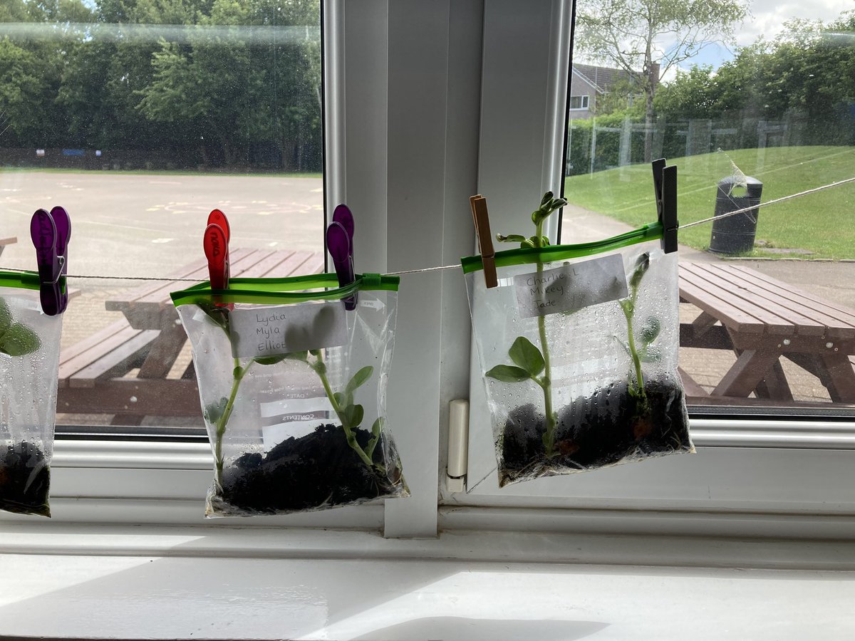 AnParkInfants's tweet image. Now look…Our beans in a bag are definitely ready for some pots!!#apiclass4#apiclass3#apiscience