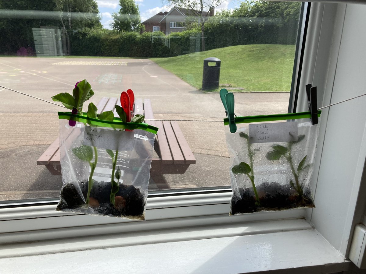 AnParkInfants's tweet image. Now look…Our beans in a bag are definitely ready for some pots!!#apiclass4#apiclass3#apiscience