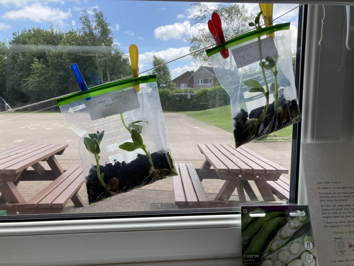 AnParkInfants's tweet image. Now look…Our beans in a bag are definitely ready for some pots!!#apiclass4#apiclass3#apiscience