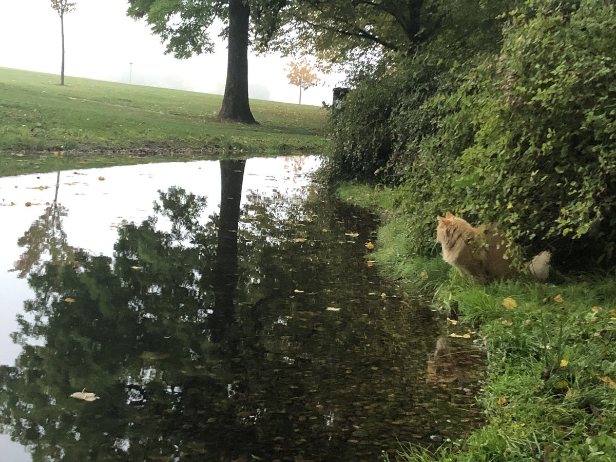 TheMaskerades's tweet photo. Took a minute to sit down at the park and enjoy the view. This little fella joined me! ✨ https://t.co/pKpW90FhRm