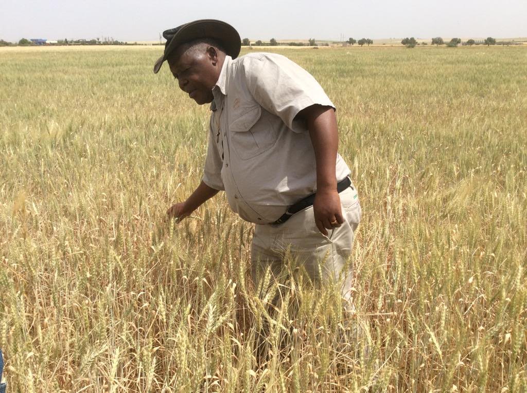 We will forever be GRATEFUL Doc Havazvidi, wheat breeder par excellence. 
Most ovens have Great stories to tell, thanks to your R &amp; D prowess!!

Rest in peace Mr Seedsman.