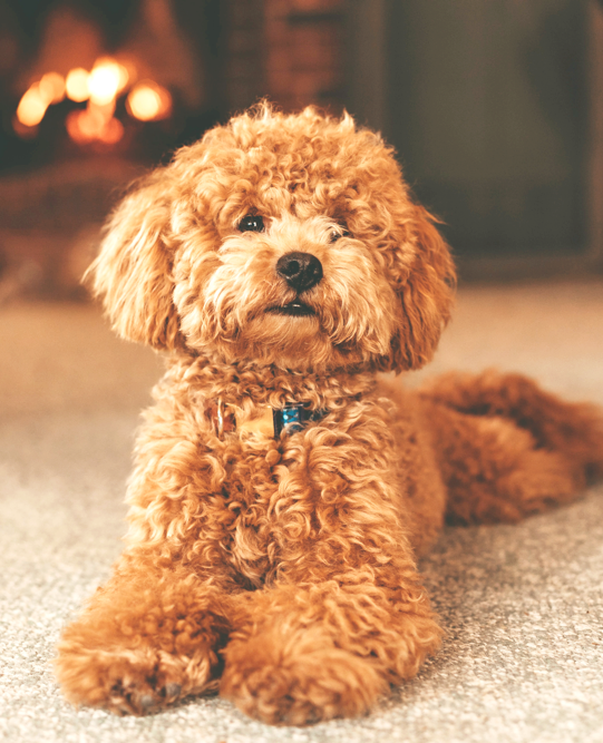 Poodle.IG (@Poodle_IG) / Posts / X
