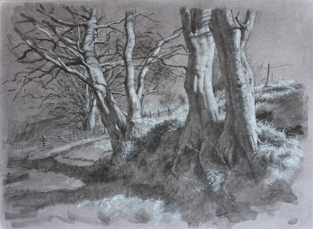 `Trees study, Pentland Hills', Acrylics & Ink on board. Currently on show @FidraFineArt `Drawing' exhibition.