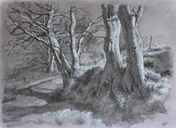 `Trees study, Pentland Hills', Acrylics &amp; Ink on board. Currently on show @FidraFineArt `Drawing' exhibition. 