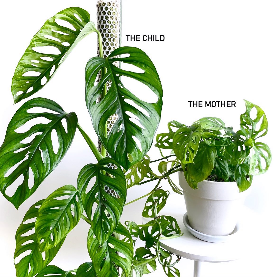 ecofriendlyfact's tweet photo. The mother and the child!
Plants grow in different ways depending on how we treat them, although they are in almost the same environment.
That’s why plants are fun!
🌿🌿🌿
#monsteraadansonii #monstera #mosspole #trailingplants #viningplants #plantparenthood https://t.co/3TUUXTtRUo