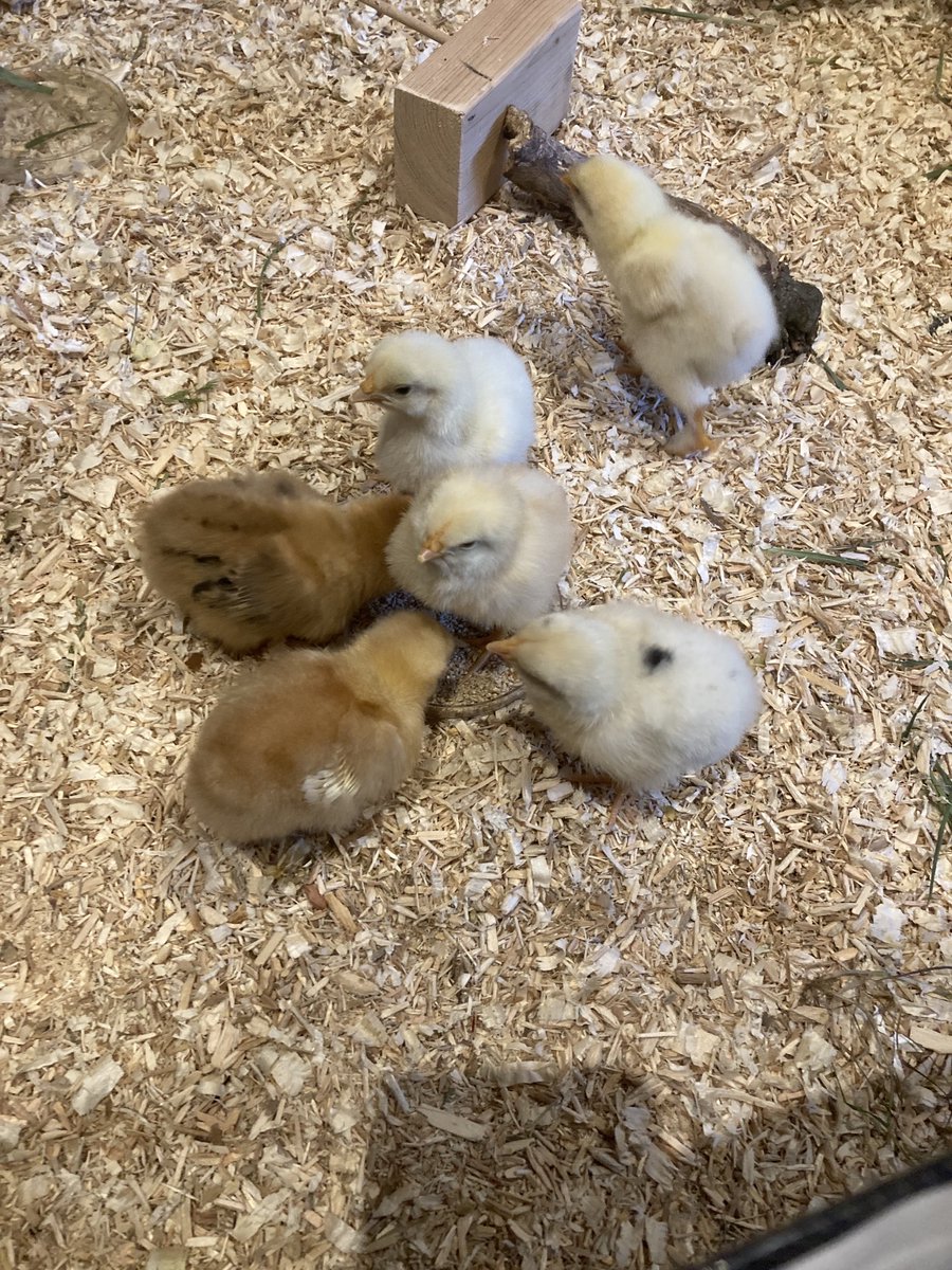 KWS_PrepSTEAM's tweet photo. The chicks have settled into their home for Half Term! Thanks to Dr TJ for inspiring the children. These 3day olds have had lots of excited visitors this week from across ⁦@KWS_Prep⁩. Check back for daily updates! https://t.co/jPkS9eEFaM