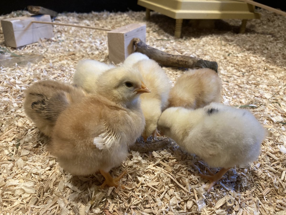 KWS_PrepSTEAM's tweet photo. The chicks have settled into their home for Half Term! Thanks to Dr TJ for inspiring the children. These 3day olds have had lots of excited visitors this week from across ⁦@KWS_Prep⁩. Check back for daily updates! https://t.co/jPkS9eEFaM