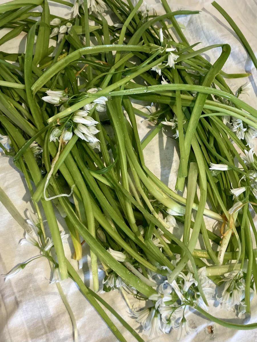 MariaCanEmb's tweet image. Very happy to have a friend who has plenty of wild garlic in her garden and grateful she shares some with me! Wild garlic pesto from a recipe by @DonalSkehan (with the addition of the juice of half a lemon) for dinner… nom nom nom 😋