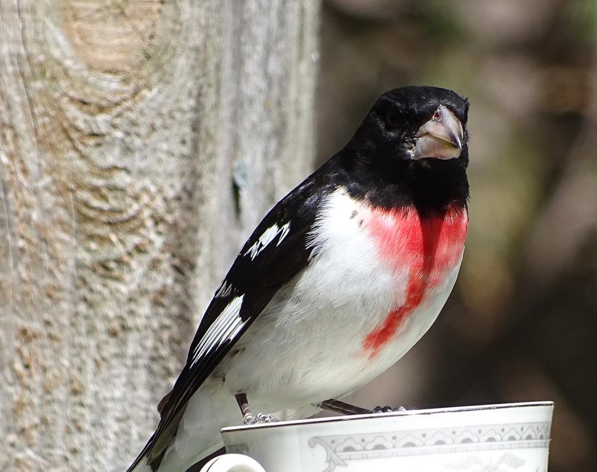 Migrants have moved on, here’s a few of this year’s summer neighbors …