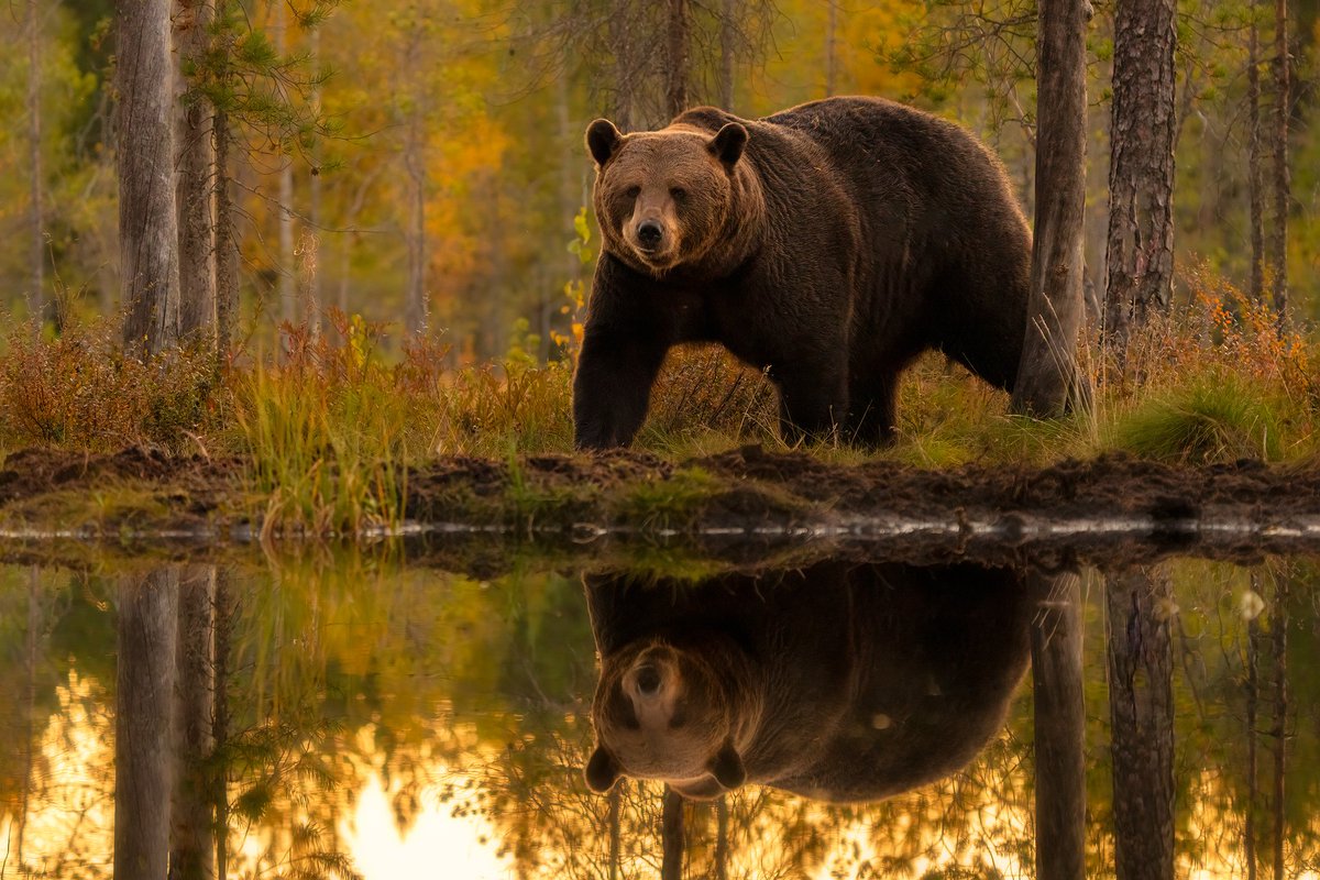 Brown bear (Ursus arctos)
Bear reflection on small lake in Finland.
#brownbear #ursusactros #bear #REFLECTION #wildlifephotography #waterreflection #nature #Finland 
<a href="/SonyAlpha/">Sony | Alpha</a> <a href="/finland/">finland</a>
