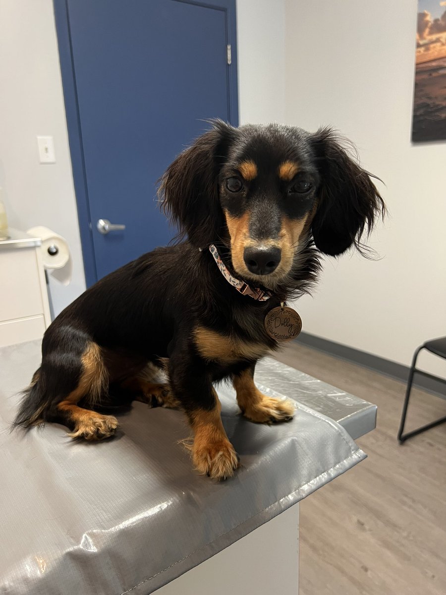 whit_byrd's tweet photo. Dolly had a great check up today! She is 10.9 lbs of pure sweetness 😍 https://t.co/cVpmulkWhH