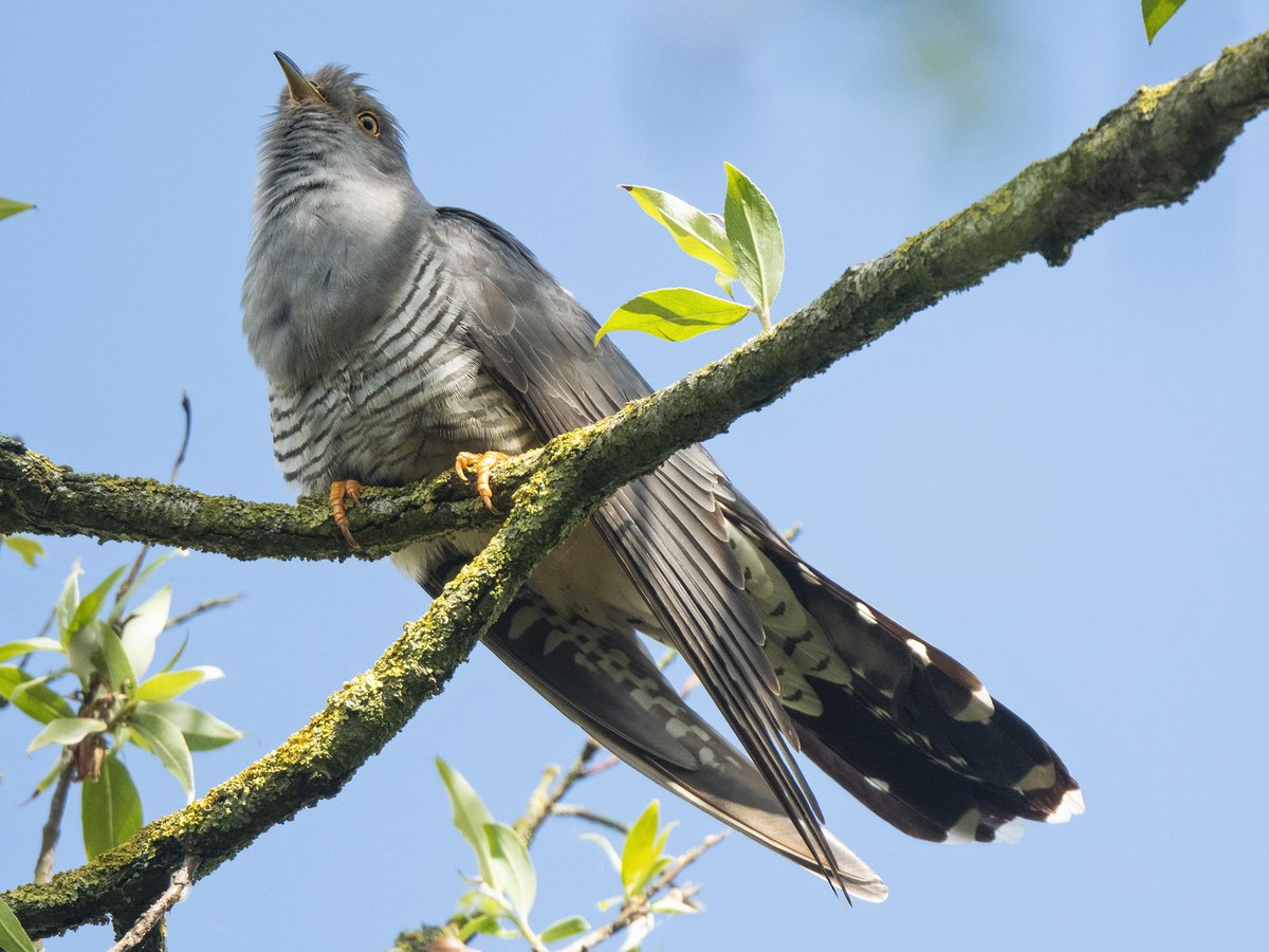 Vanmiddag even op een bankje gezeten en kreeg ik spoedig gezelschap van een #Koekoek🙂(even klikken foto) <a href="/vogelnieuws/">Vogelbescherming NL</a> #Zoetermeer #Natuurfotografie #Nature_Photography <a href="/Sovon/">Sovon Vogelonderzoek Nederland</a> <a href="/VroegeVogels/">Vroege Vogels</a> <a href="/IVNzuidholland/">IVN Zuid-Holland</a> @Natuurmonument <a href="/ZHLandschap/">Zuid-Hollands Landschap</a> <a href="/volgdenatuur/">volg de natuur</a> #Cuculus_canorus #Common_Cuckoo