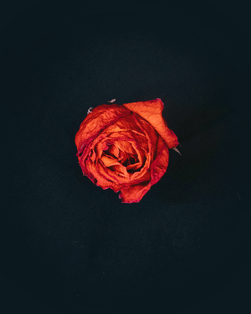 blockbagel's tweet photo. #responsiveNFT #dynamicNFT #aroseisarose Kind of feels representative of the sentiment in the web3 space but it'll bloom again🥀 https://t.co/znqhQTNLGl https://t.co/YsgGLyWPx4