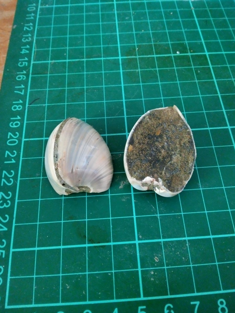 Kind gift from @mrwoodsfossils this week. Fractured bivalve specimen that allows me to discuss sediment infill and growth banding on #PavementPalaeontology walks. First outing will be for a @hillsofhame walk for @SPNHC2022. #FossilFriday #Taphonomy