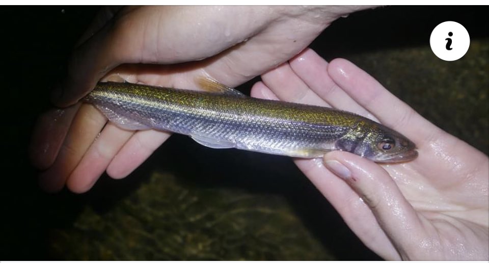 dcyunger's tweet photo. TODAY at 4pm! Coastal Conversations will be airing a program on Community Radio WERU 89.9 FM. Tune in (link below) to learn about sea-run fish and our collaborative Tomcod and Smelt community science projects.                           https://t.co/rOwaBEDhFG https://t.co/FpBL6Nm7am