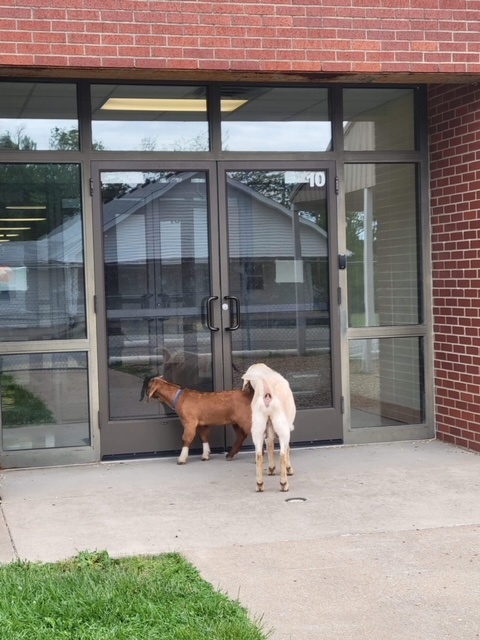 fordlandelem's tweet photo. Summer School 2022 is off to a great start. Check out the fun our Eagles are having! #schoolgoats #animaltime #EaglePride https://t.co/wqupTr6c08