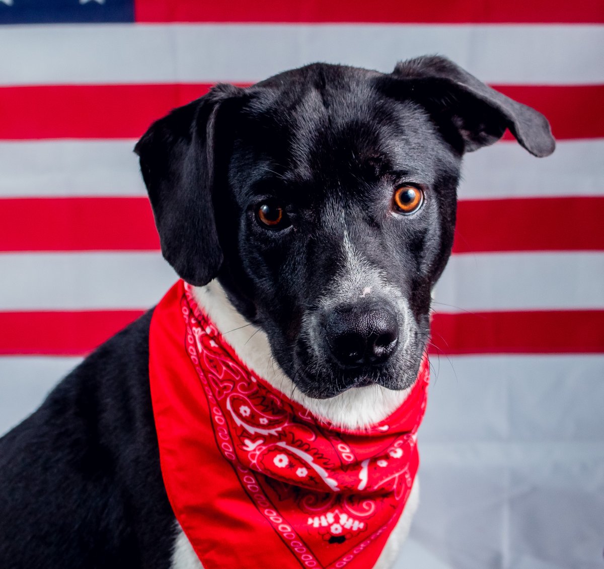 Humane Animal Partners tweet media