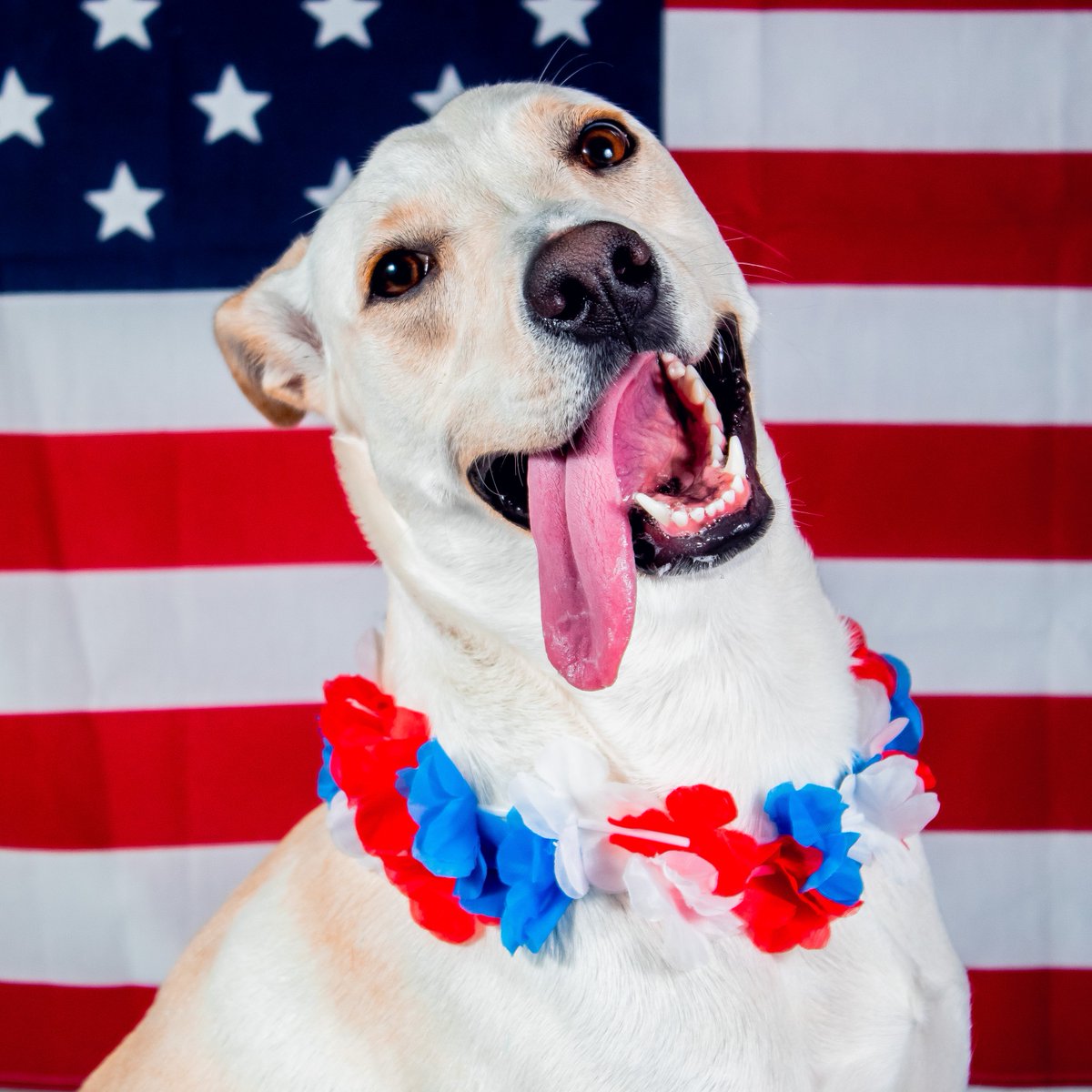 Have a safe & fun Memorial Day spent with friends and family-- especially those furbabies! 🐾 Post featuring: Luna, Colby, & Dain 🐶 #DE #Delaware #DHA #MemorialDay #Memorial #USA #America #Dogs #Puppies #Flag #Adopt #Shelter #Adoption #DelawareHumane #Pets #Animals