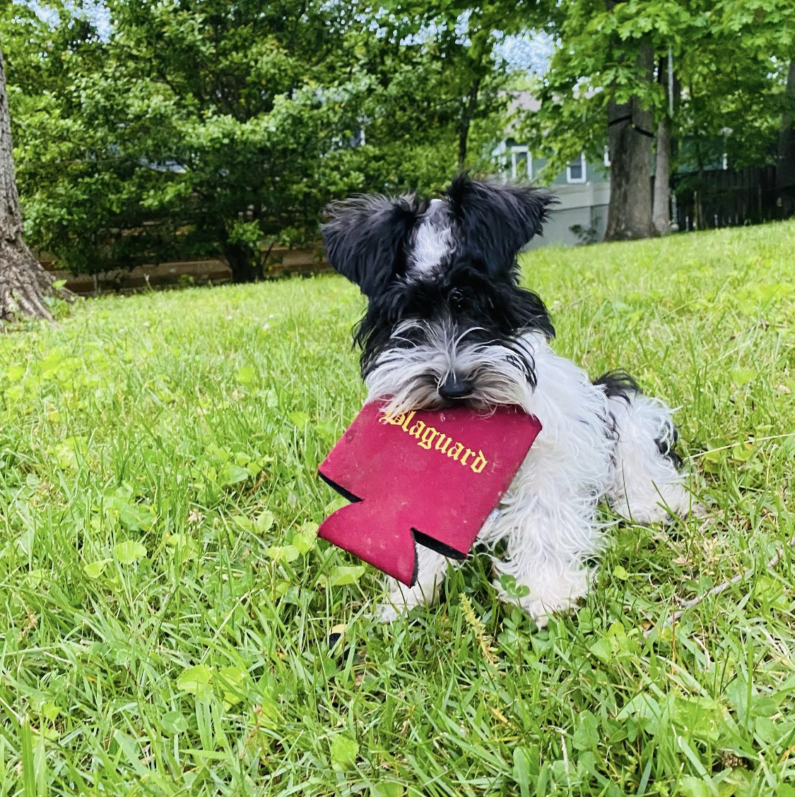 blaguarddc's tweet photo. Donโt let the rainy day get you down
Blag has happy hour until 8PM & $6 Bombs All Night!
#RealBlagPupsOfAdMo https://t.co/xA3SjN3rPh