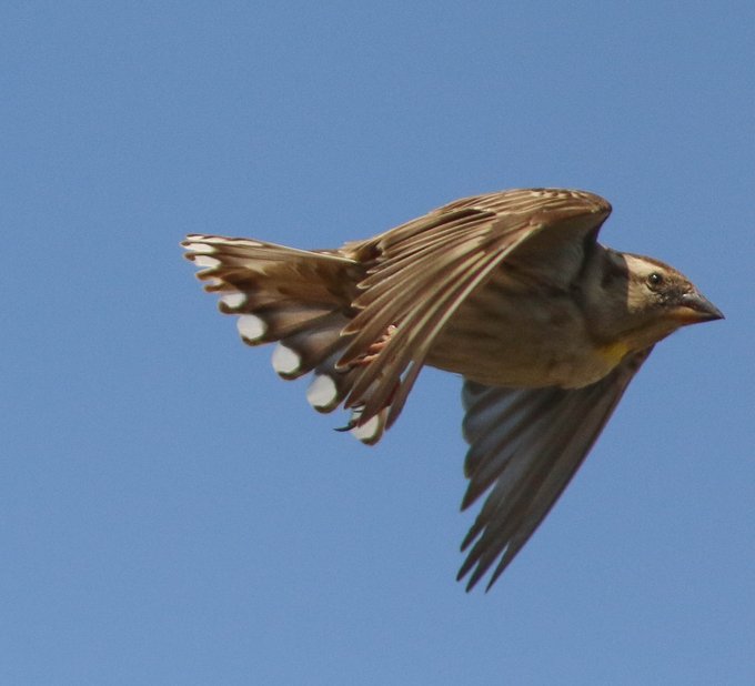 Rock Sparrow flying