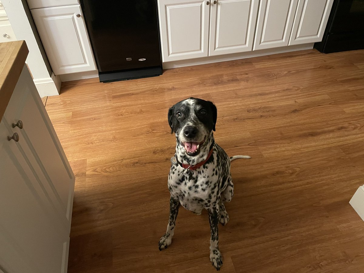 Markro311's tweet photo. @dog_rates Stewart sends his well wishes from above, Denver. He crossed the rainbow bridge Sunday 1 week after his 13th birthday. He promises you have lots of walks, treats, and lovin to enjoy. https://t.co/9Do6SH8pXI