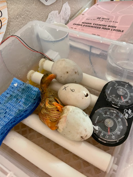 CastlemoreYRDSB's tweet photo. And we've got two more siblings today! Welcome to the world! #duckhatching #kindergarteninquiry @YRDSB @YRDSBEarlyYears https://t.co/SWsoaTfPM4