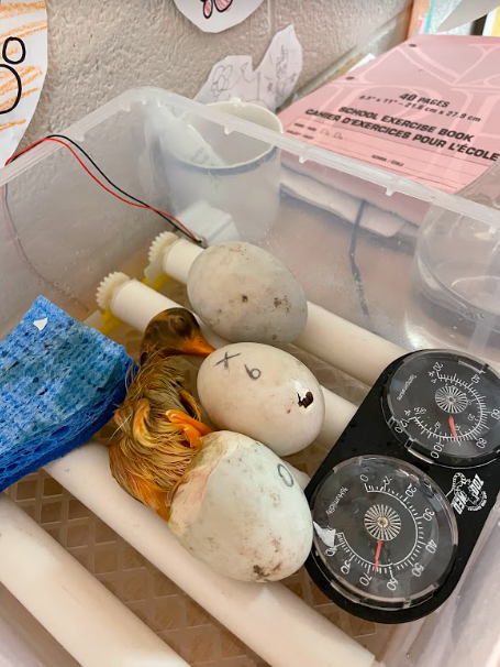 CastlemoreYRDSB's tweet photo. And we've got two more siblings today! Welcome to the world! #duckhatching #kindergarteninquiry @YRDSB @YRDSBEarlyYears https://t.co/SWsoaTfPM4